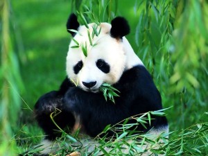 nesli-tukenen-buyuk-panda